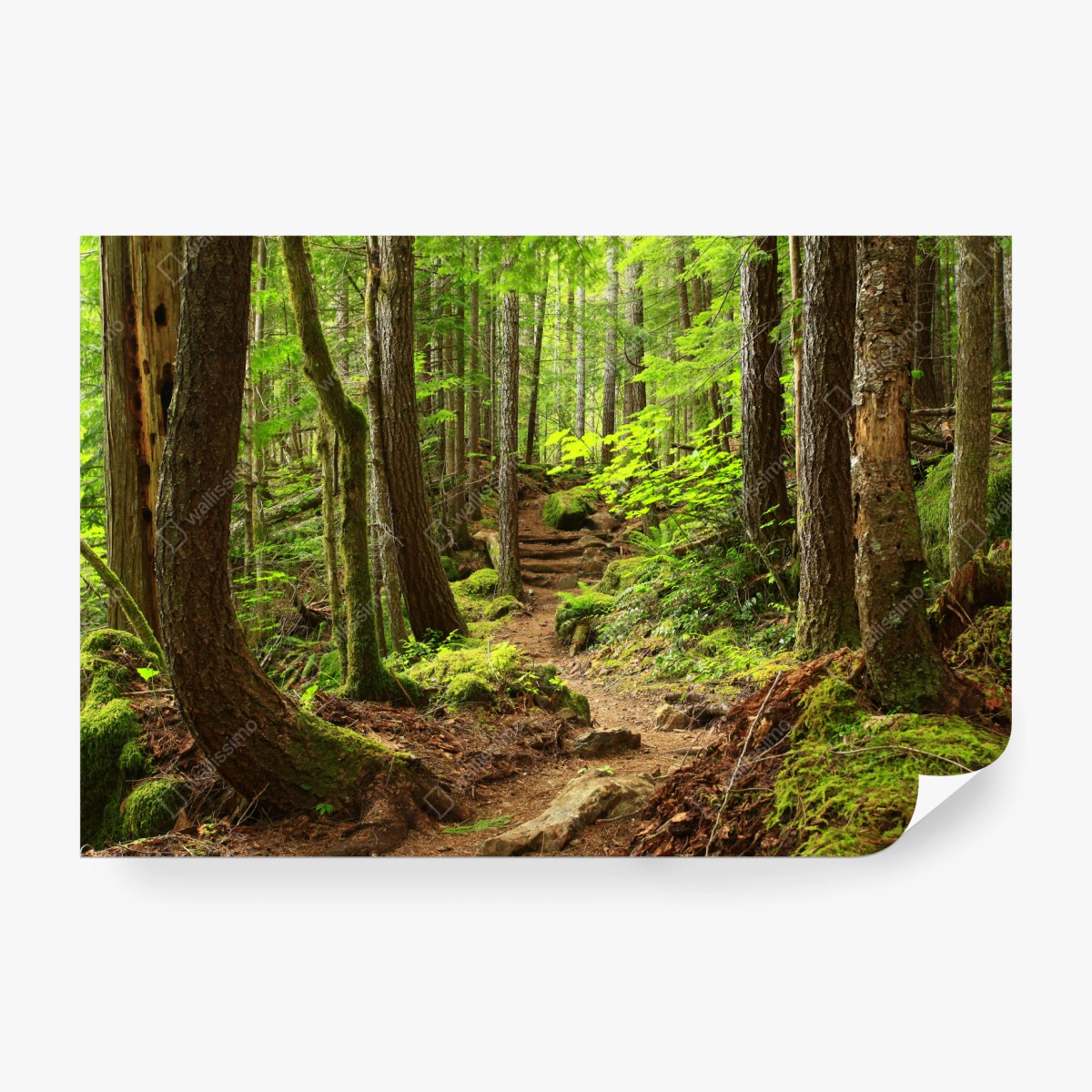 Wall mural mossy forest trail ⁕ Wallissimo®