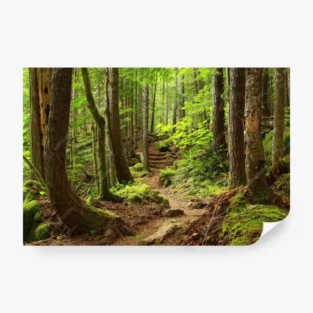 Wall mural mossy forest trail • Wallissimo®