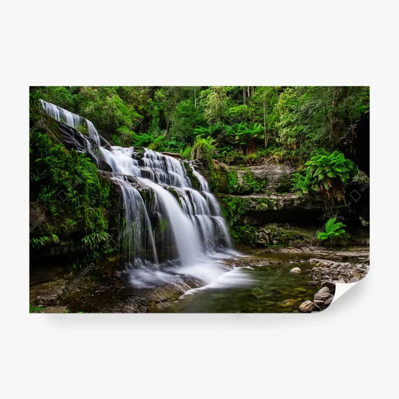 Wall mural Liffey Falls waterfall in lush Tasmanian rainforest