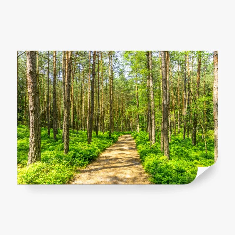 Wall mural sunlit forest path through green pines