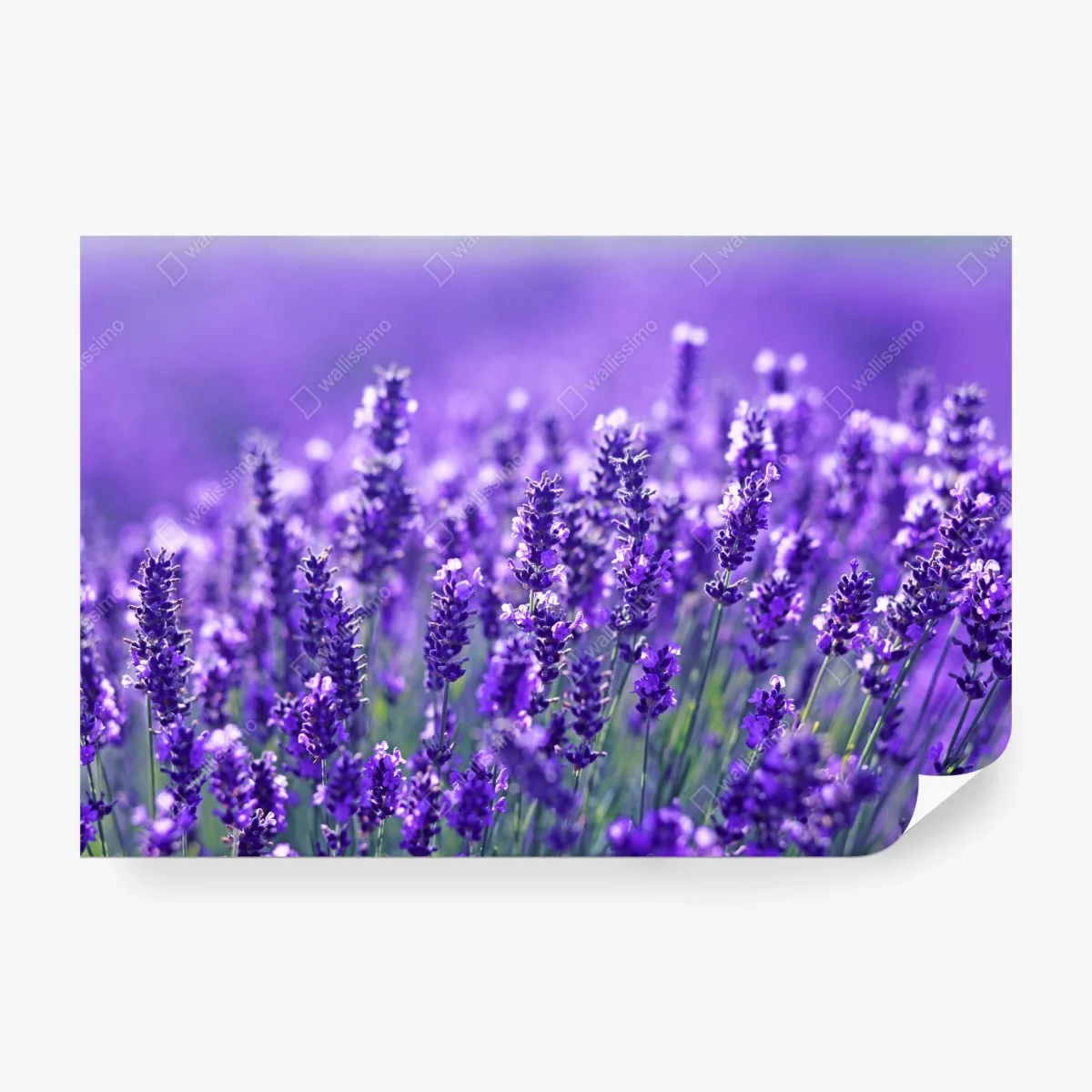Wall mural lavender meadow close-up ⁕ Wallissimo®