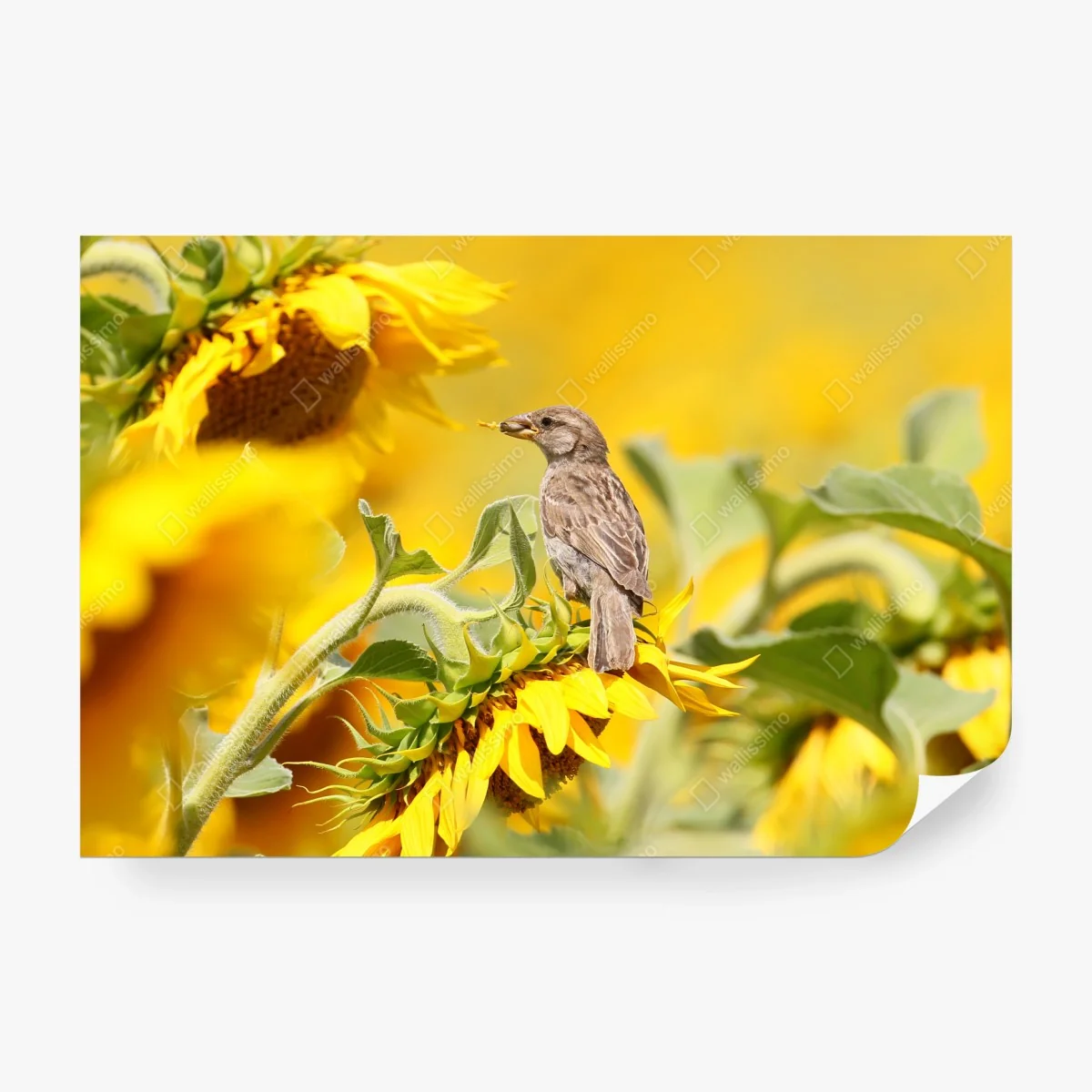 Wall mural sparrow on a sunflower • Wallissimo® Wall mural sparrow on a sunflower • Wallissimo®