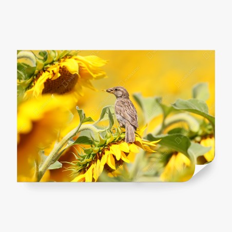 Wall mural sparrow on a sunflower • Wallissimo®