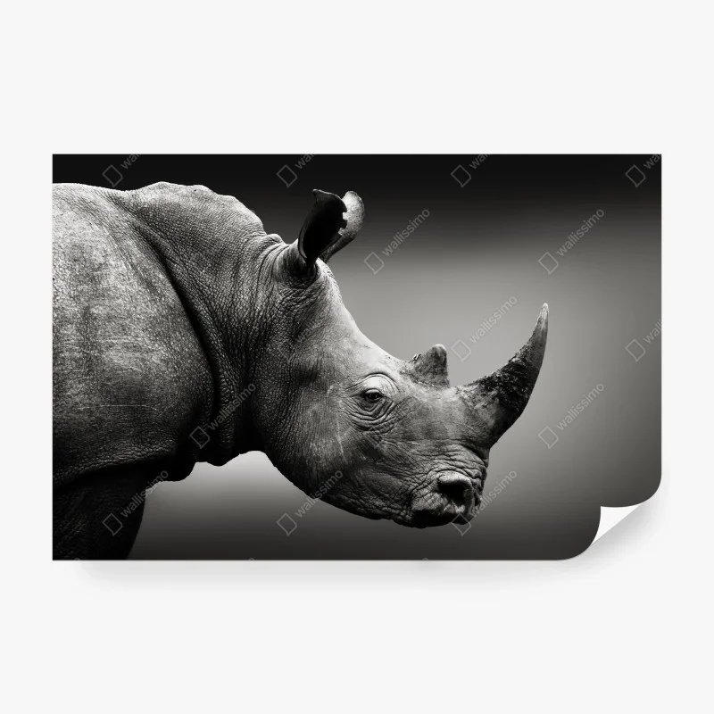 Wall mural majestic rhinoceros portrait