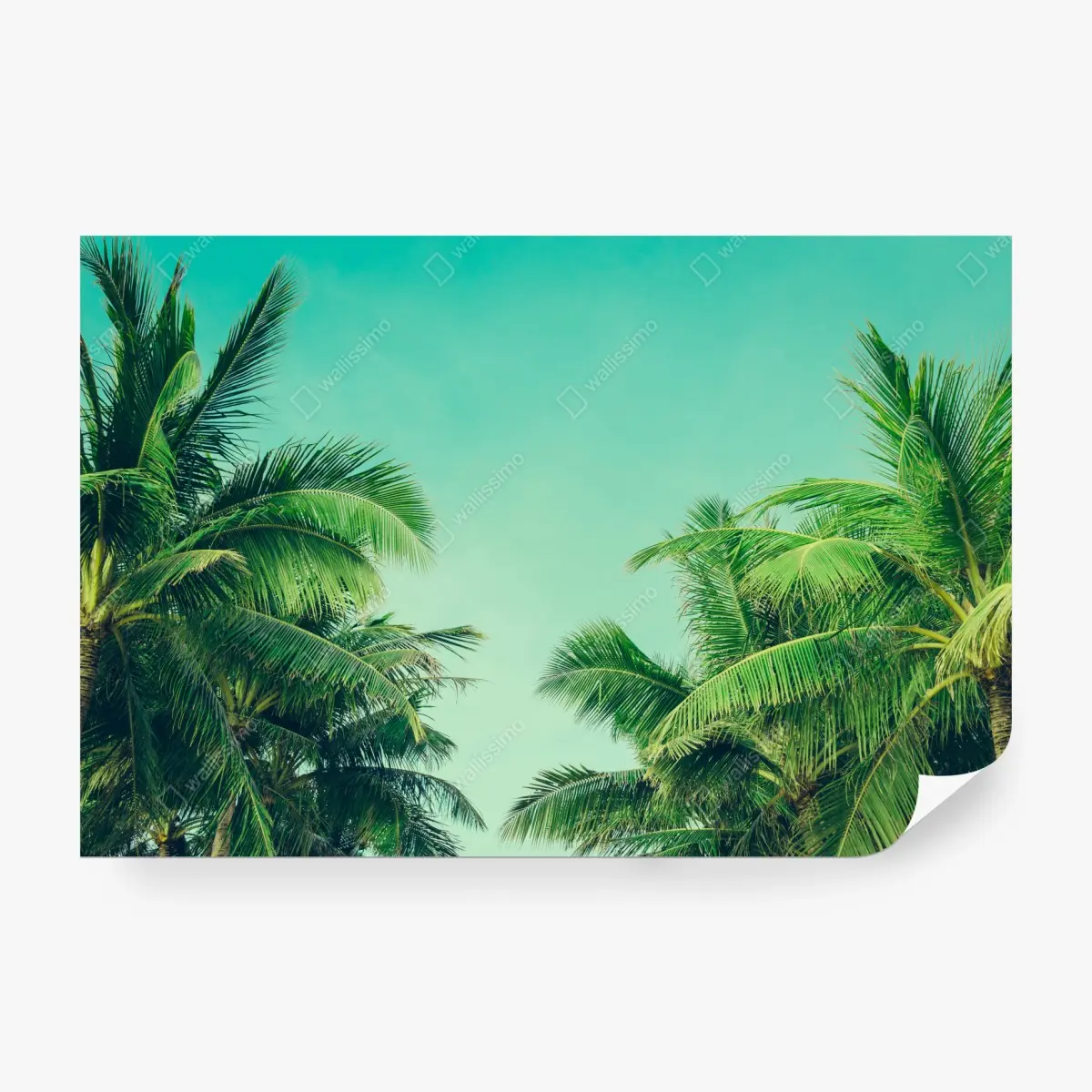 Wall mural tropical palm canopy under turquoise sky • Wallissimo®