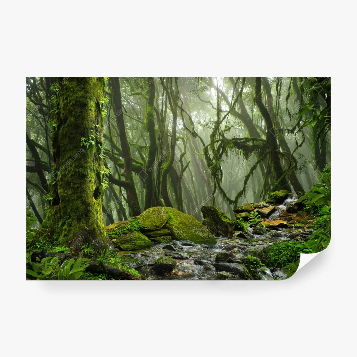 Wall mural mossy forest stream in morning mist • Wallissimo®