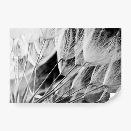 Wall mural delicate dandelion seed close-up in monochrome • Wallissimo®