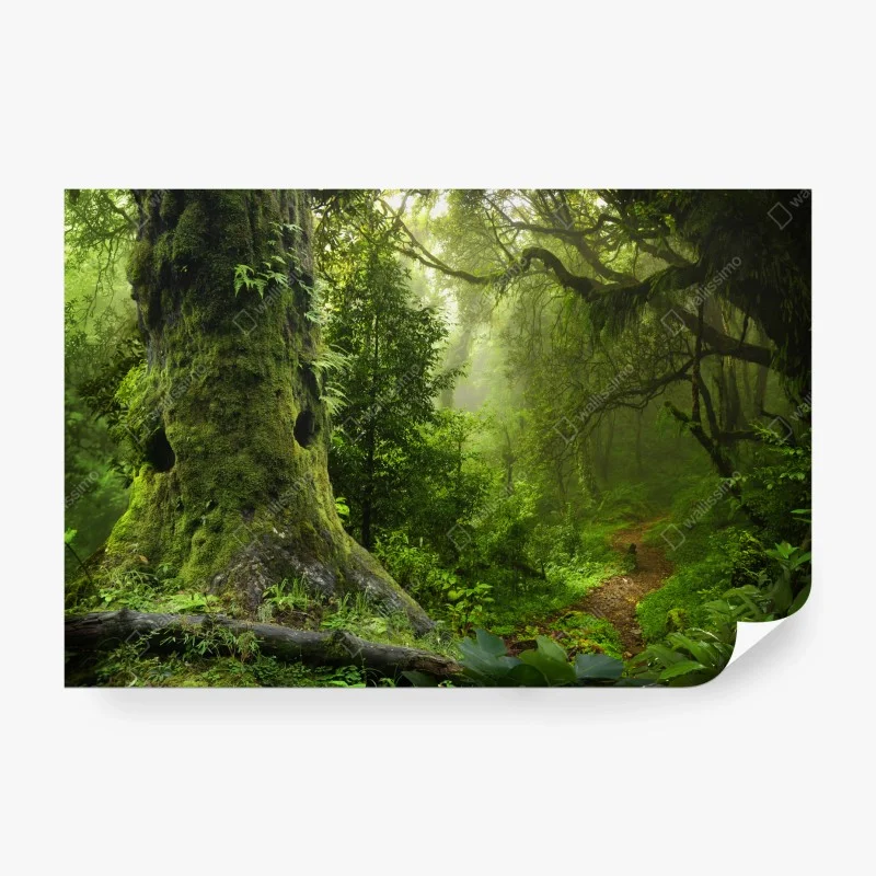 Wall mural mossy ancient forest path