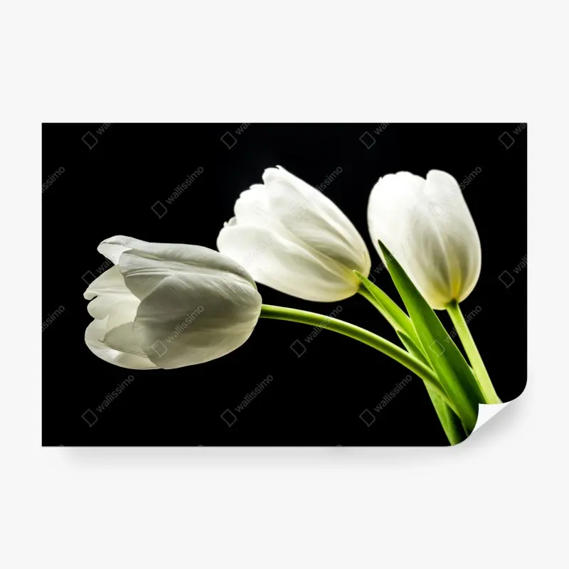 Wall mural elegant white tulips on black background ⁕ Wallissimo® Wall mural elegant white tulips on black background ⁕ Wallissimo®