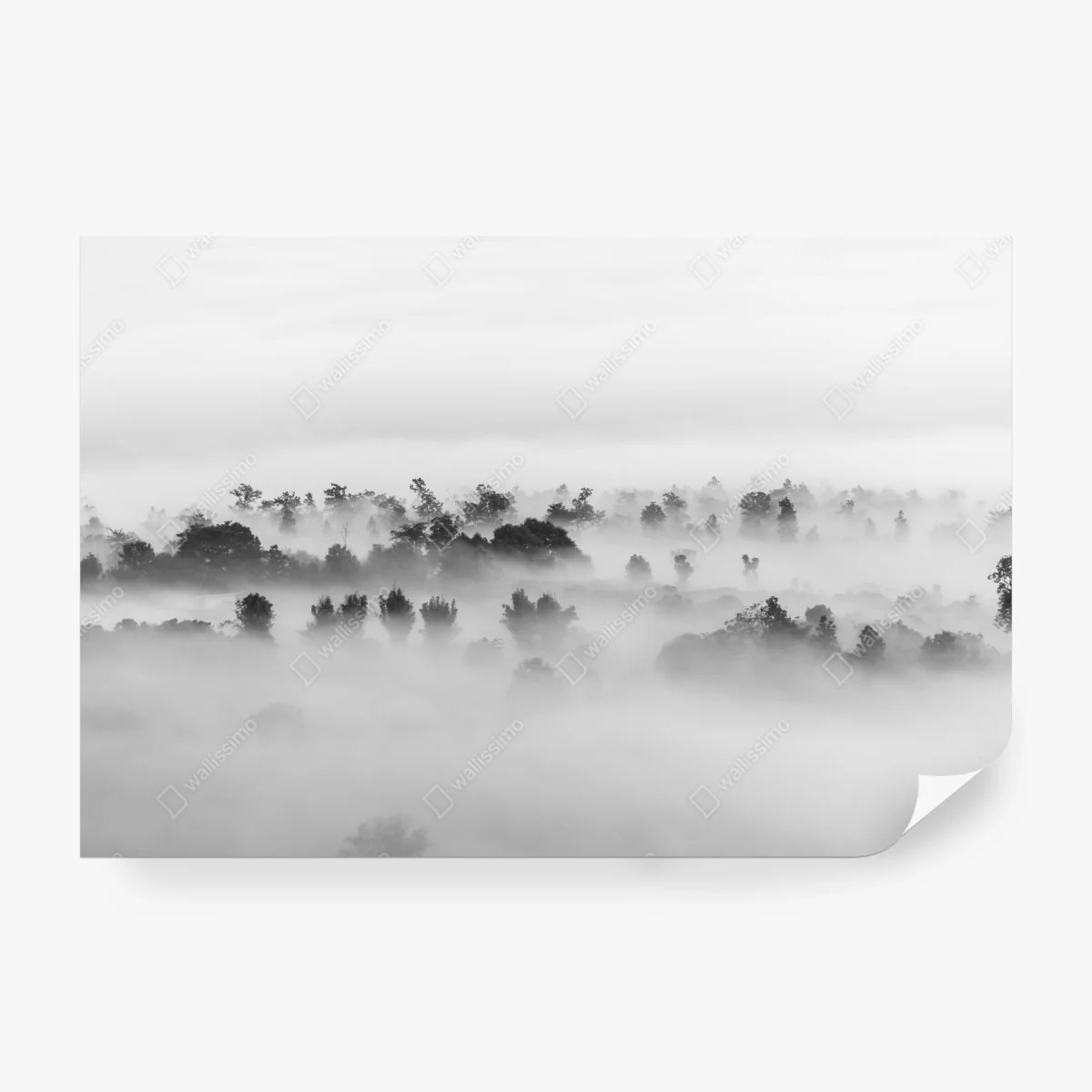 Wall mural mist-covered forest in monochrome • Wallissimo® Wall mural mist-covered forest in monochrome • Wallissimo®