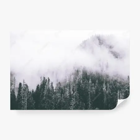 Wall mural misty evergreen forest in fog • Wallissimo®