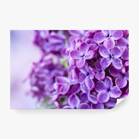 Wall mural purple lilac blossoms close-up • Wallissimo®