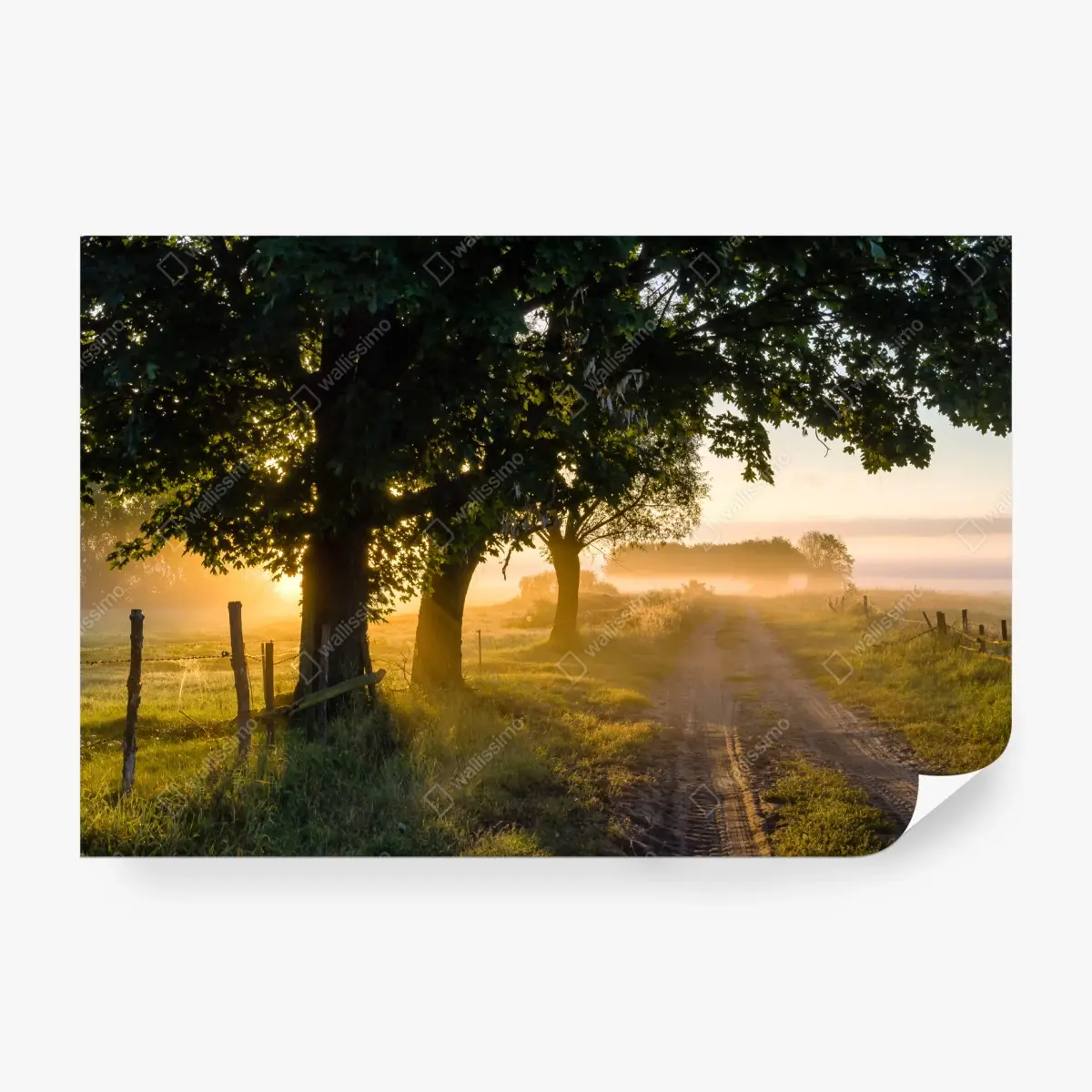 Wall mural sunlit country lane at dawn • Wallissimo®