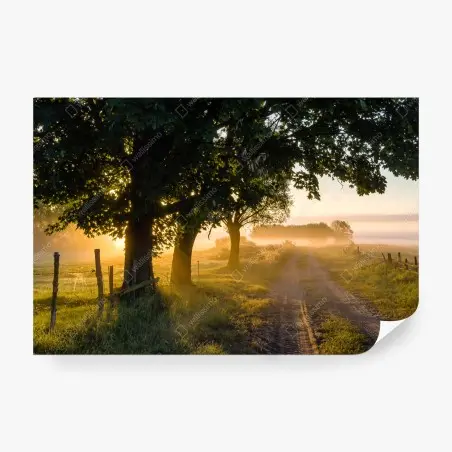 Wall mural sunlit country lane at dawn • Wallissimo®