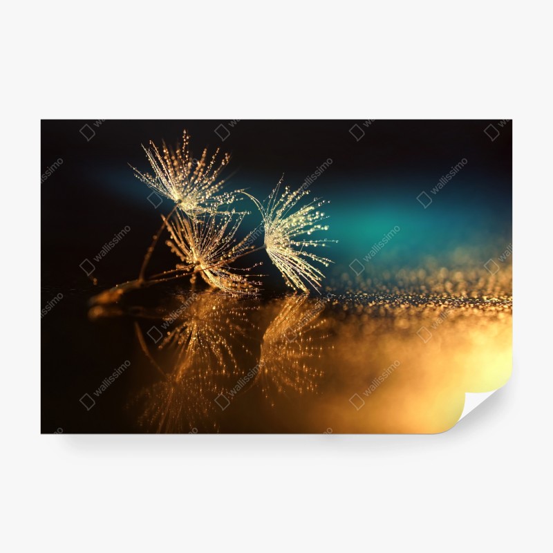 Wall mural golden dandelion seed reflection