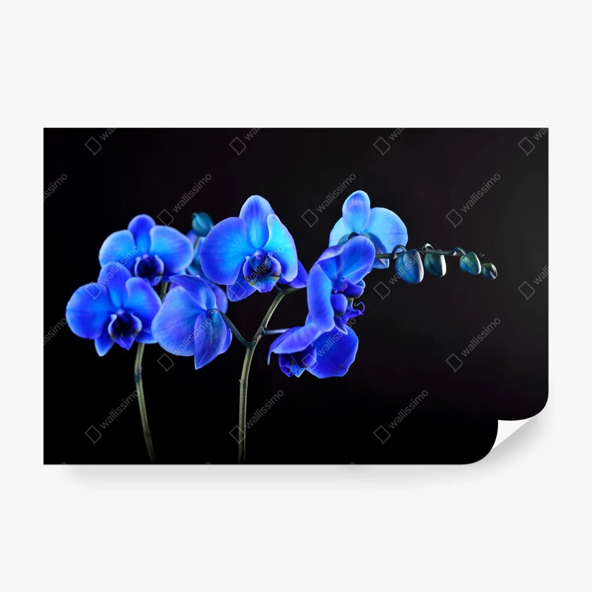 Wall mural vibrant blue orchid on black background ⁕ Wallissimo® Wall mural vibrant blue orchid on black background ⁕ Wallissimo®