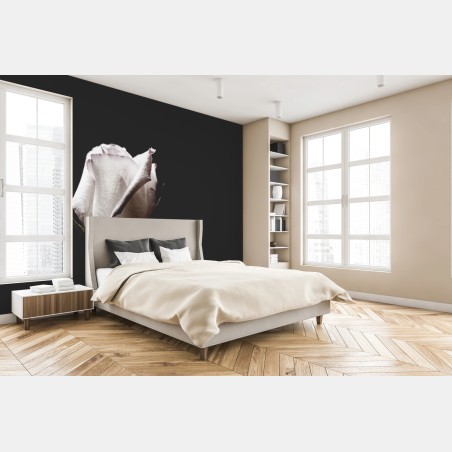 Wall mural white rose on black background • Wallissimo®