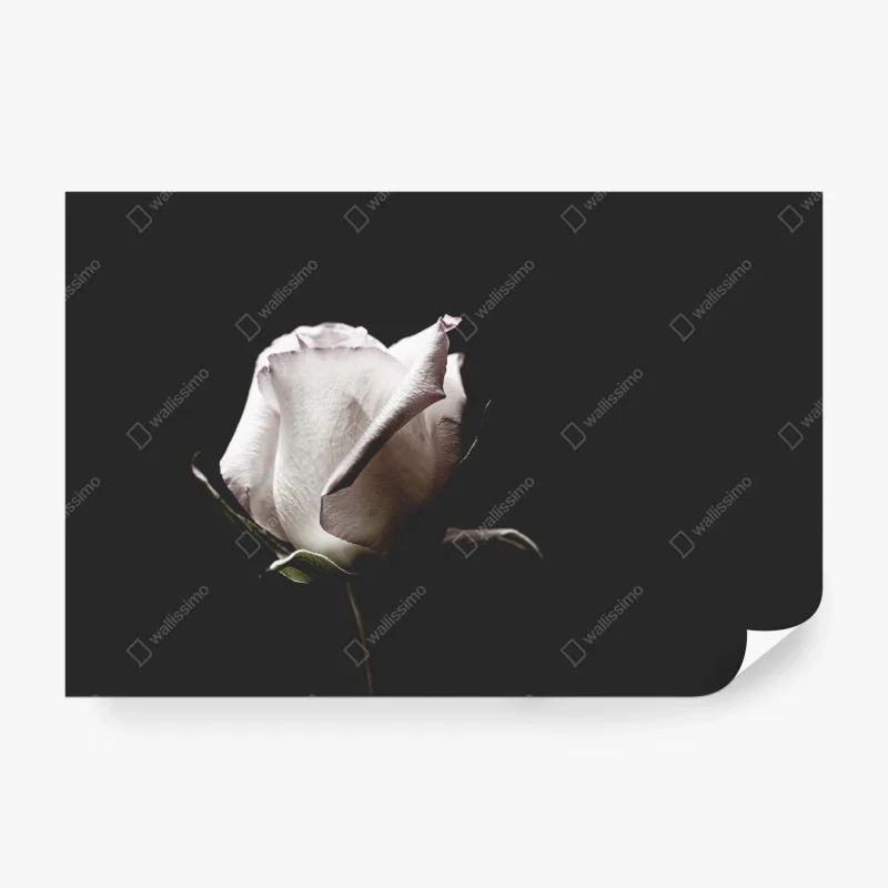 Wall mural white rose on black background