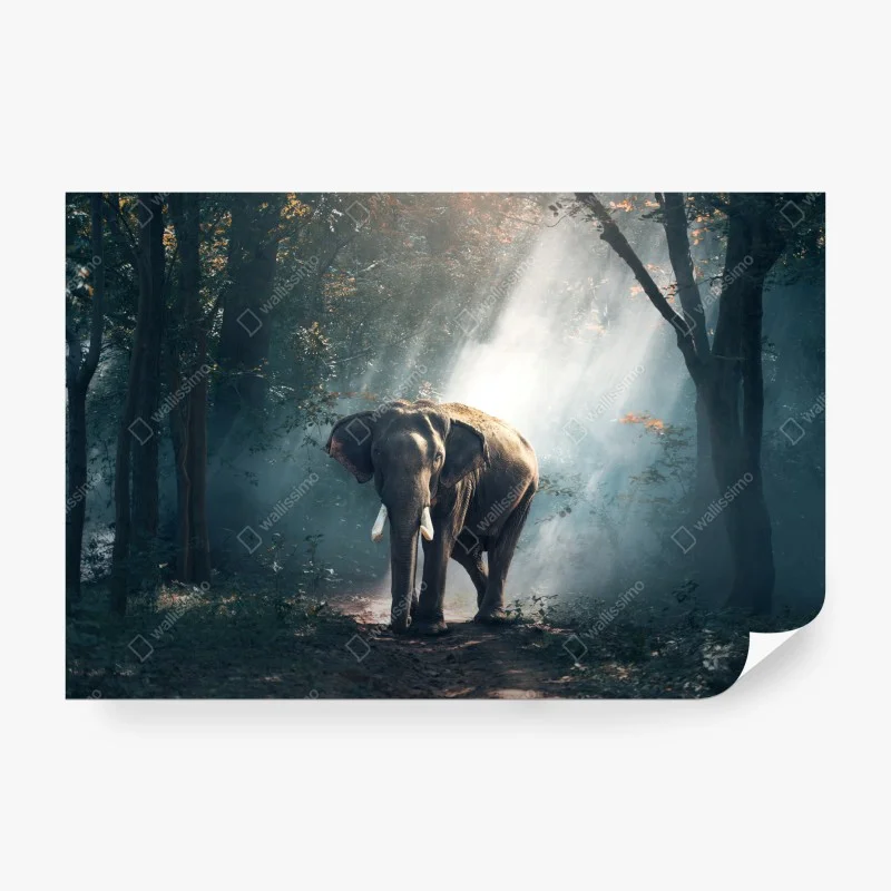 Wall mural majestic elephant in sunlit forest