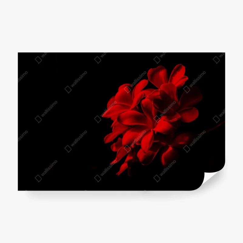 Wall mural red plumeria bloom on black background