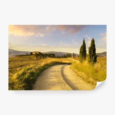 Wall mural golden country road through cypress trees • Wallissimo®