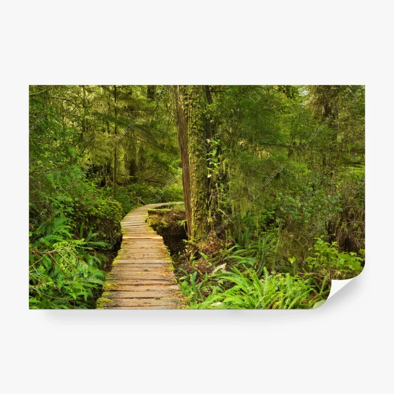 Wall mural Pacific Rim rainforest boardwalk