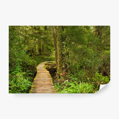 Wall mural Pacific Rim rainforest boardwalk • Wallissimo®