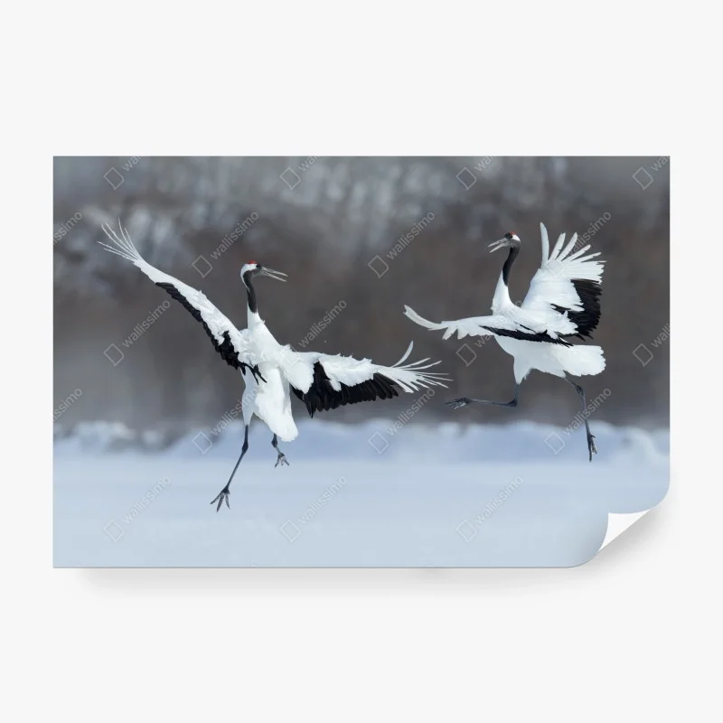 Wall mural dancing red-crowned cranes in snow, Hokkaido