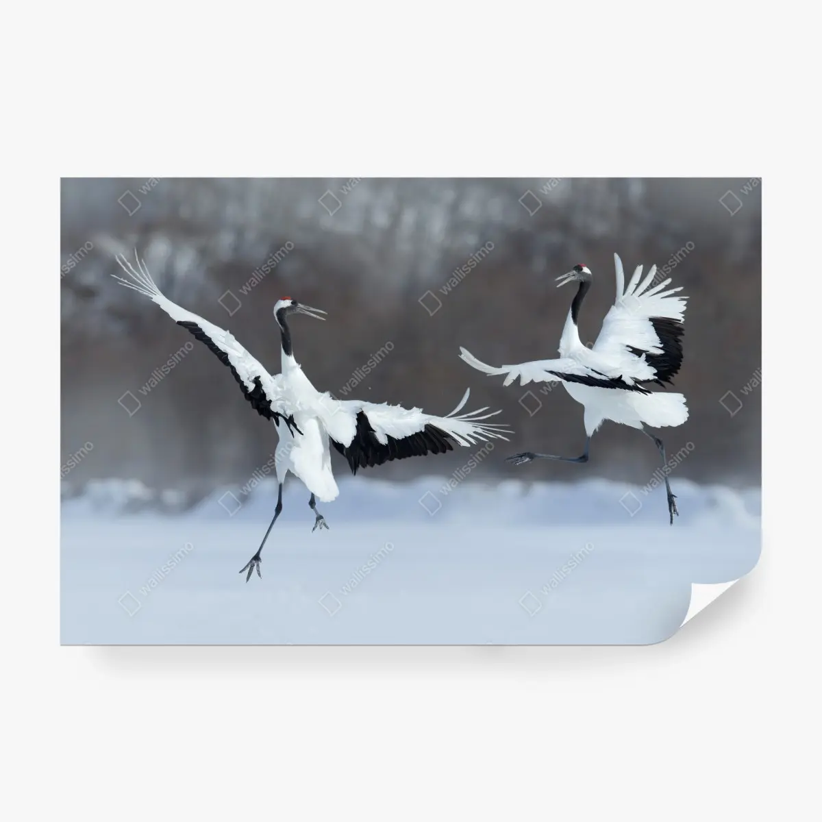 Wall mural dancing red-crowned cranes in snow, Hokkaido ⁕ Wallissimo®