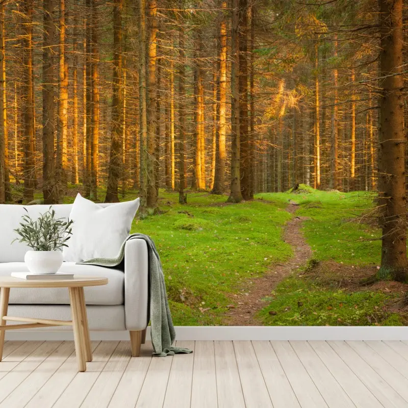 Wall mural golden light in mossy pine forest