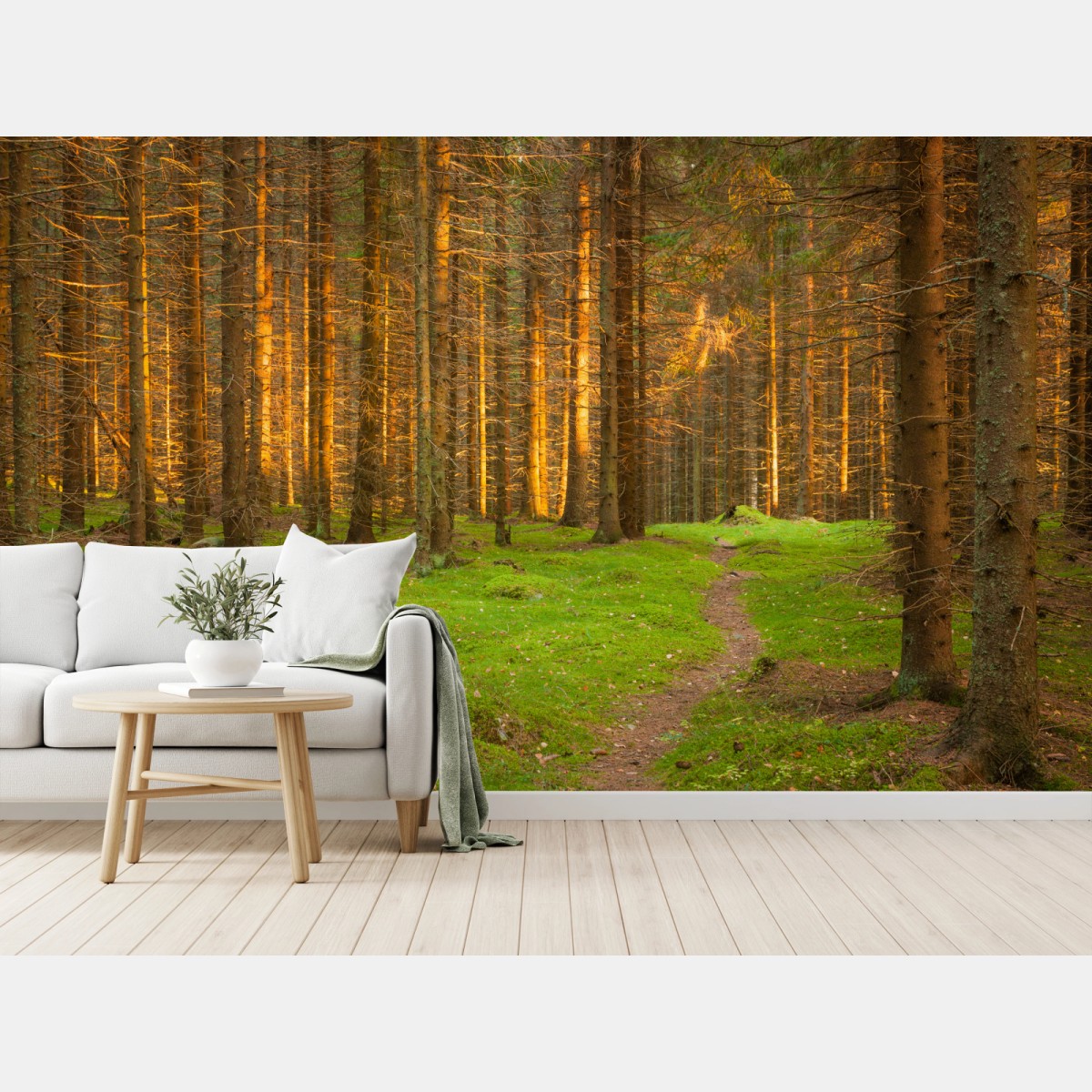 Wall mural golden light in mossy pine forest • Wallissimo®