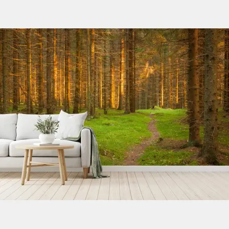 Wall mural golden light in mossy pine forest • Wallissimo®