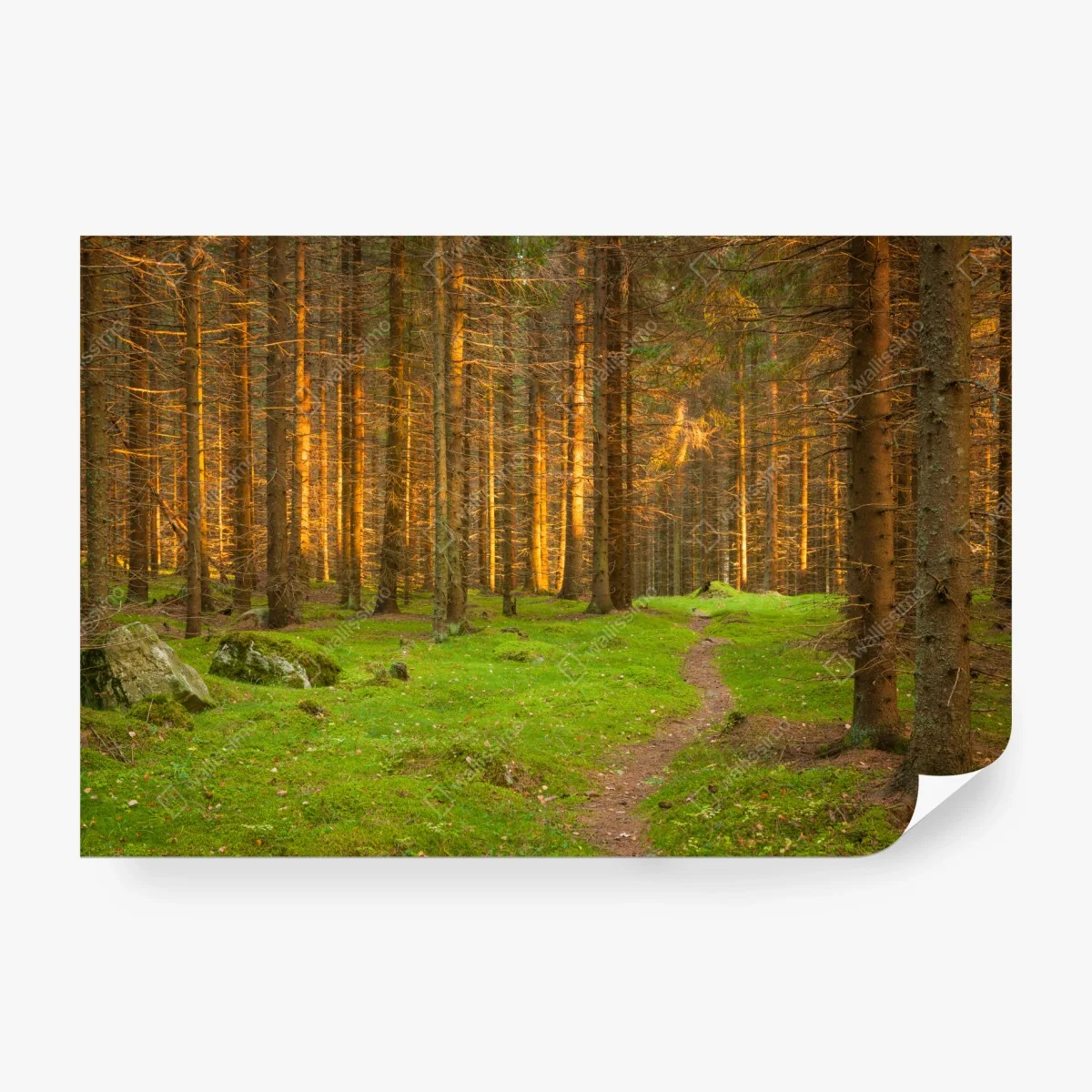 Wall mural golden light in mossy pine forest • Wallissimo® Wall mural golden light in mossy pine forest • Wallissimo®