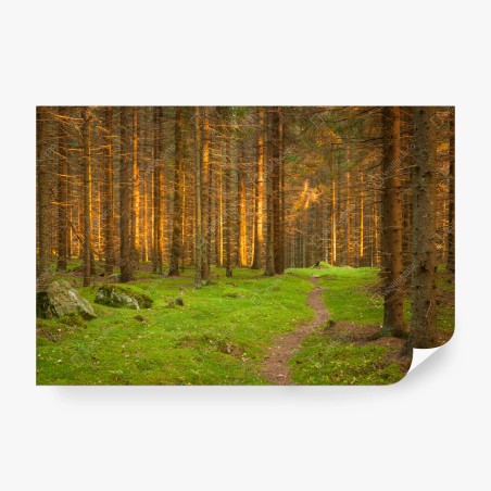 Wall mural golden light in mossy pine forest • Wallissimo®