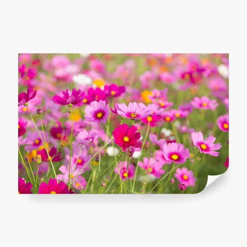 Wall mural pink cosmos meadow in bloom