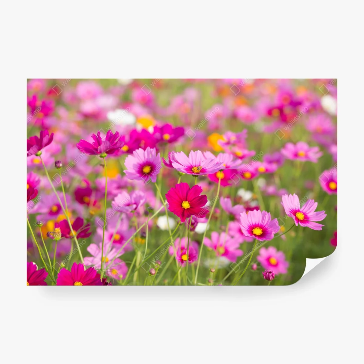 Wall mural pink cosmos meadow in bloom • Wallissimo® Wall mural pink cosmos meadow in bloom • Wallissimo®