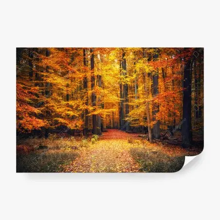 Wall mural autumn forest pathway with golden leaves • Wallissimo®