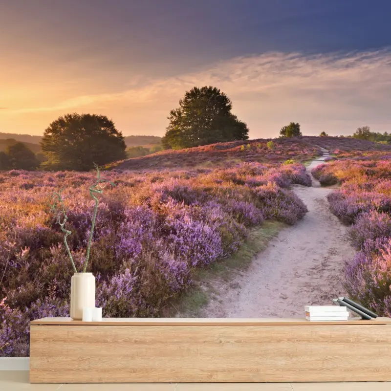 Wall mural Posbank sunrise heather path