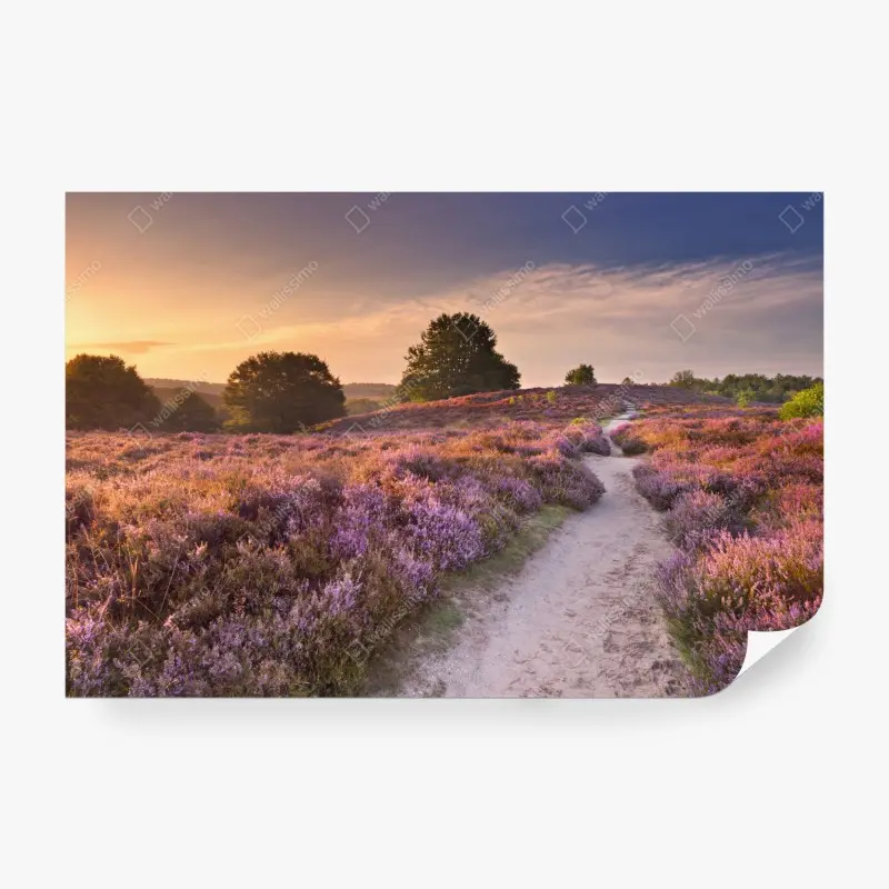 Wall mural Posbank sunrise heather path