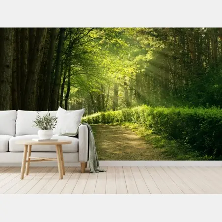 Wall mural sunlit forest path in green summer • Wallissimo®
