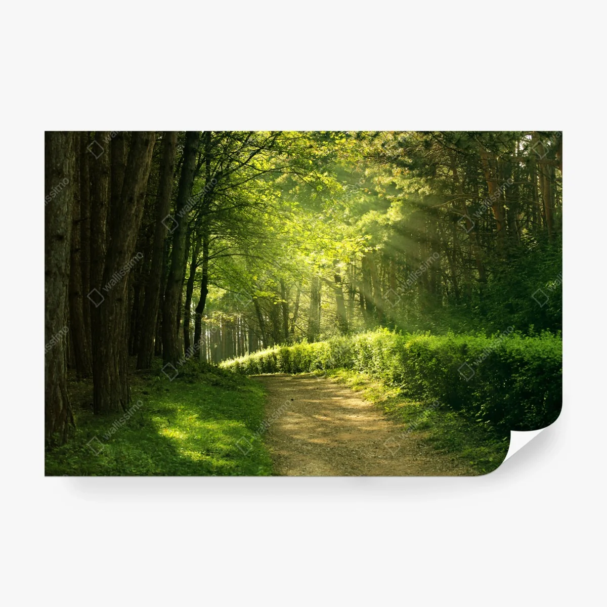 Wall mural sunlit forest path in green summer • Wallissimo®