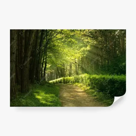 Wall mural sunlit forest path in green summer • Wallissimo®