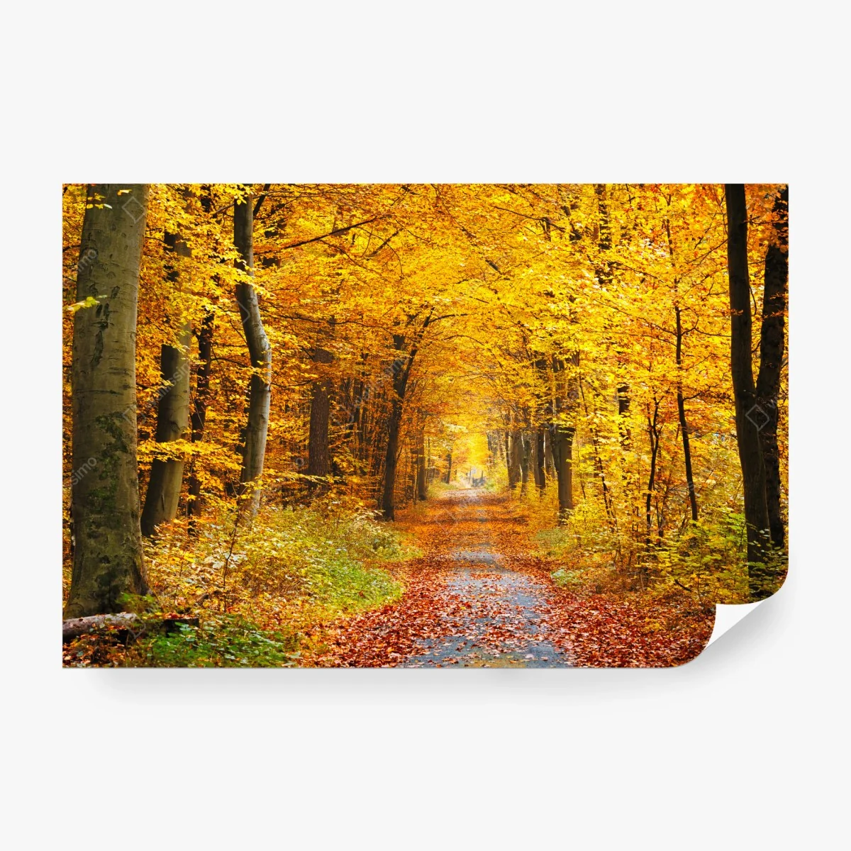 Wall mural golden autumn forest pathway • Wallissimo®