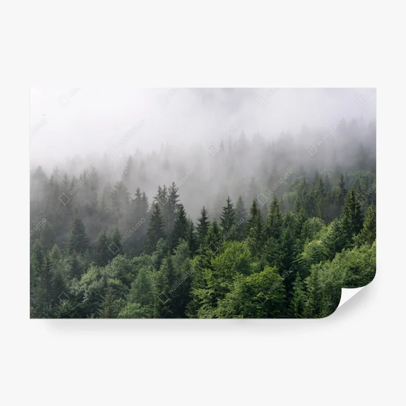 Wall mural misty evergreen forest panorama