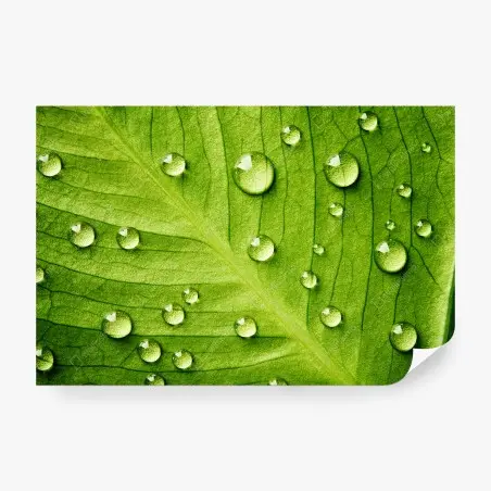 Wall mural fresh green leaf with water droplets • Wallissimo®