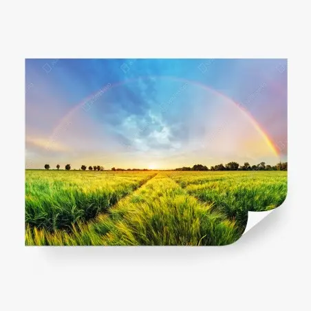 Wall mural rainbow over golden wheat field at sunset • Wallissimo®