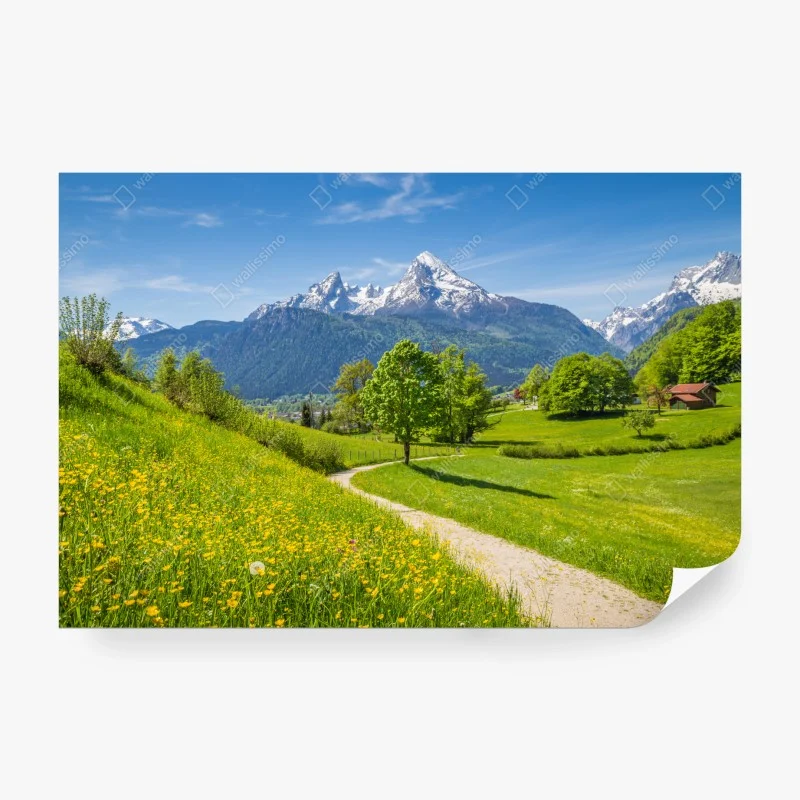 Wall mural alpine spring meadow with snow-capped peaks