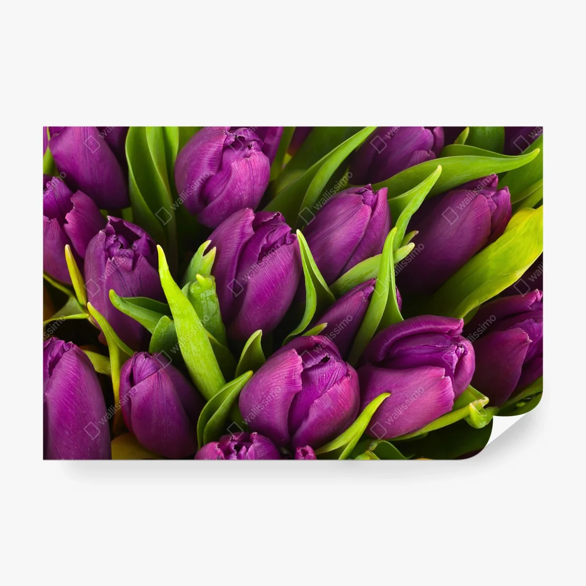 Wall mural purple tulip bouquet close-up ⁕ Wallissimo® Wall mural purple tulip bouquet close-up ⁕ Wallissimo®