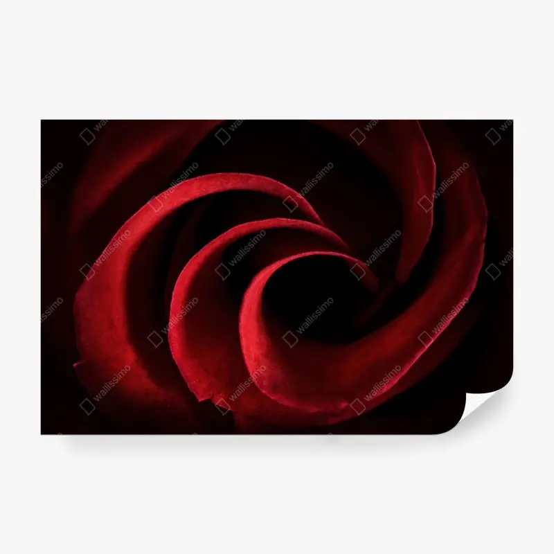 Wall mural deep red rose petal spiral