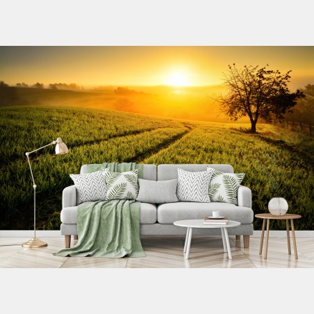 Wall mural sunlit meadow at sunrise • Wallissimo®